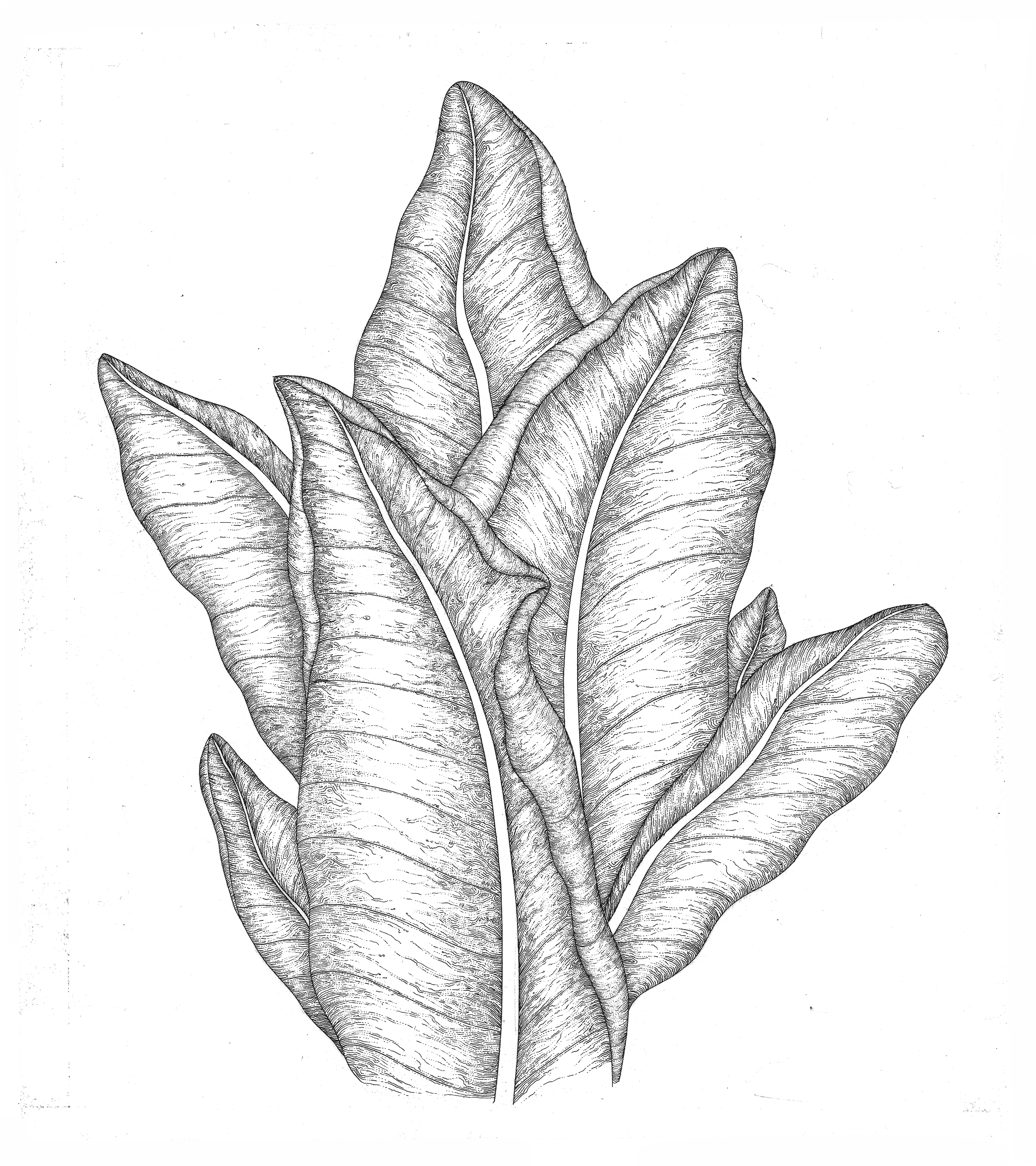 clip art tobacco leaf - photo #16